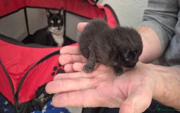 Mixed Breed cats for sale: Kittens for sale - Image 26