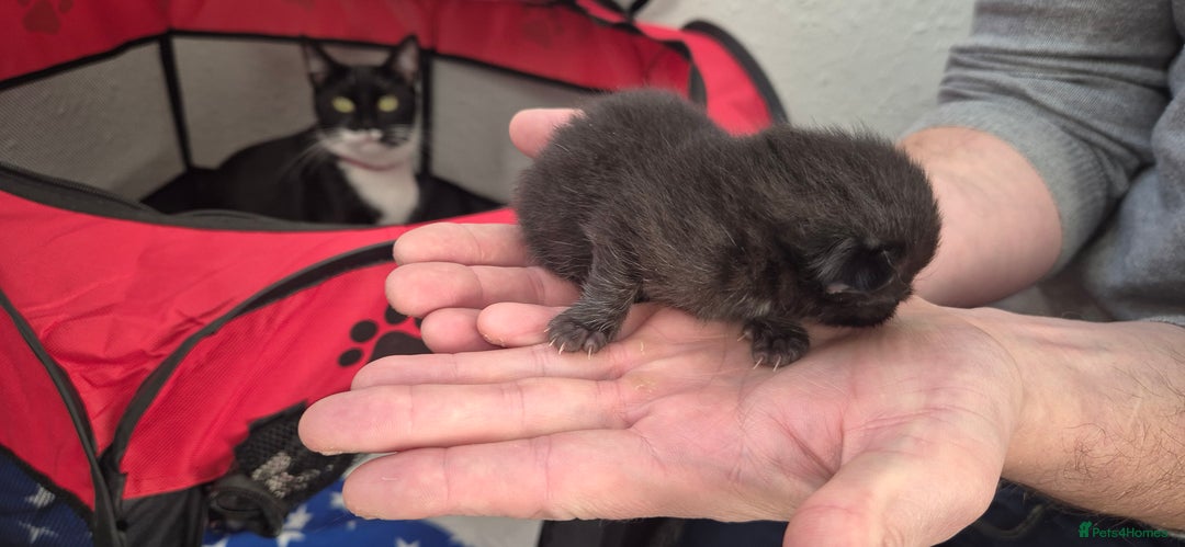 Mixed Breed cats for sale: Kittens for sale - Image 26