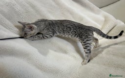 Bengal cats for sale: Bangal Kittens  - Image 21