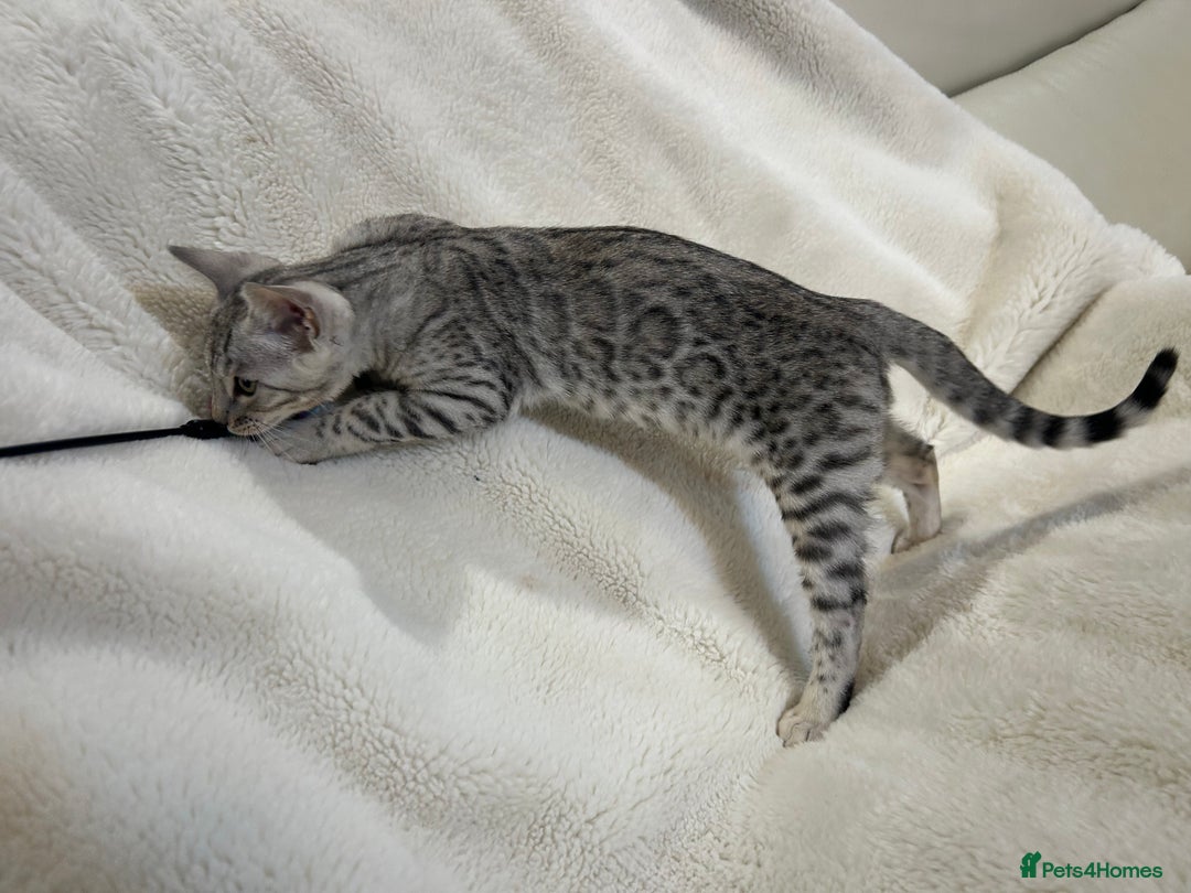Bengal cats for sale: Bangal Kittens  - Image 21