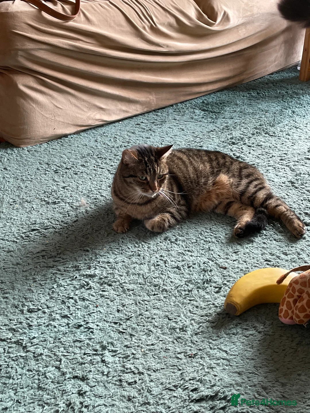 Mixed Breed cats for sale: Beautiful female tabby cat for sale  - Advert 6