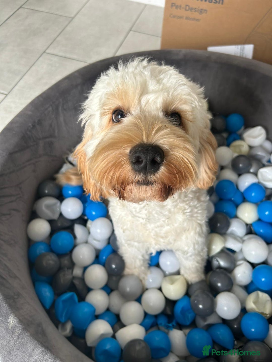 Cockapoo dogs for sale: Rusty  - Advert 2