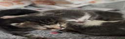 Mixed Breed cats for adoption: Rescue cat, Dolly's kittens- 1 boy and 1 girl left - Advert 5