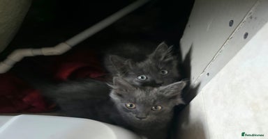 Mixed Breed cats - Advert 15