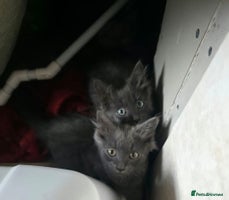 Mixed Breed cats - Advert 5