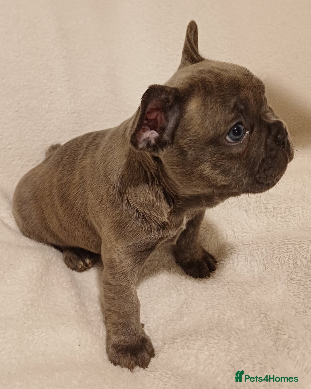 French Bulldog dogs for sale: Beautiful litter of amazing babies  - Advert 11