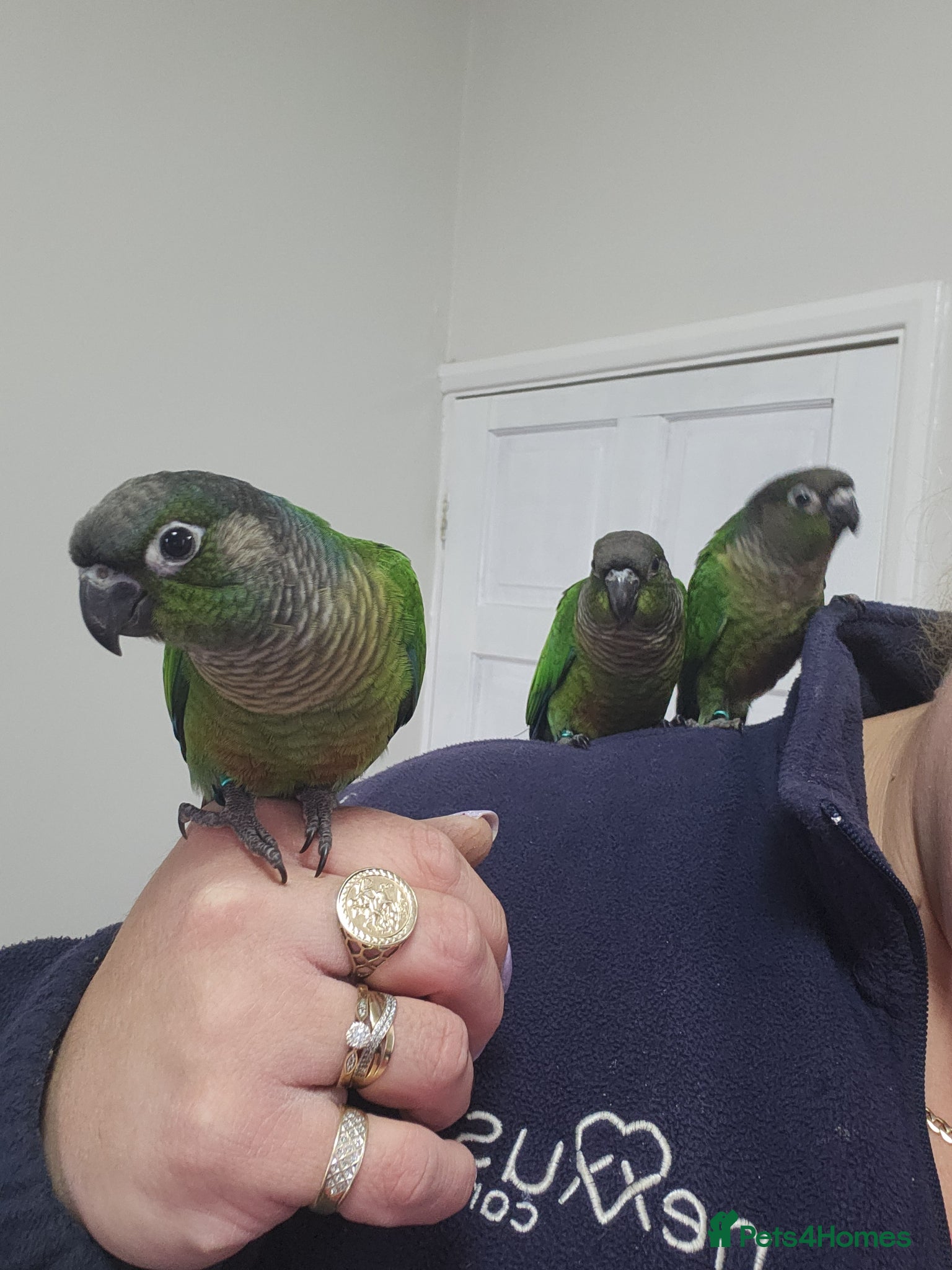 Conures birds Handreared conures - Advert 1