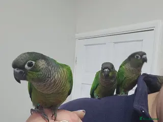 Conures birds Handreared conures - Advert 1
