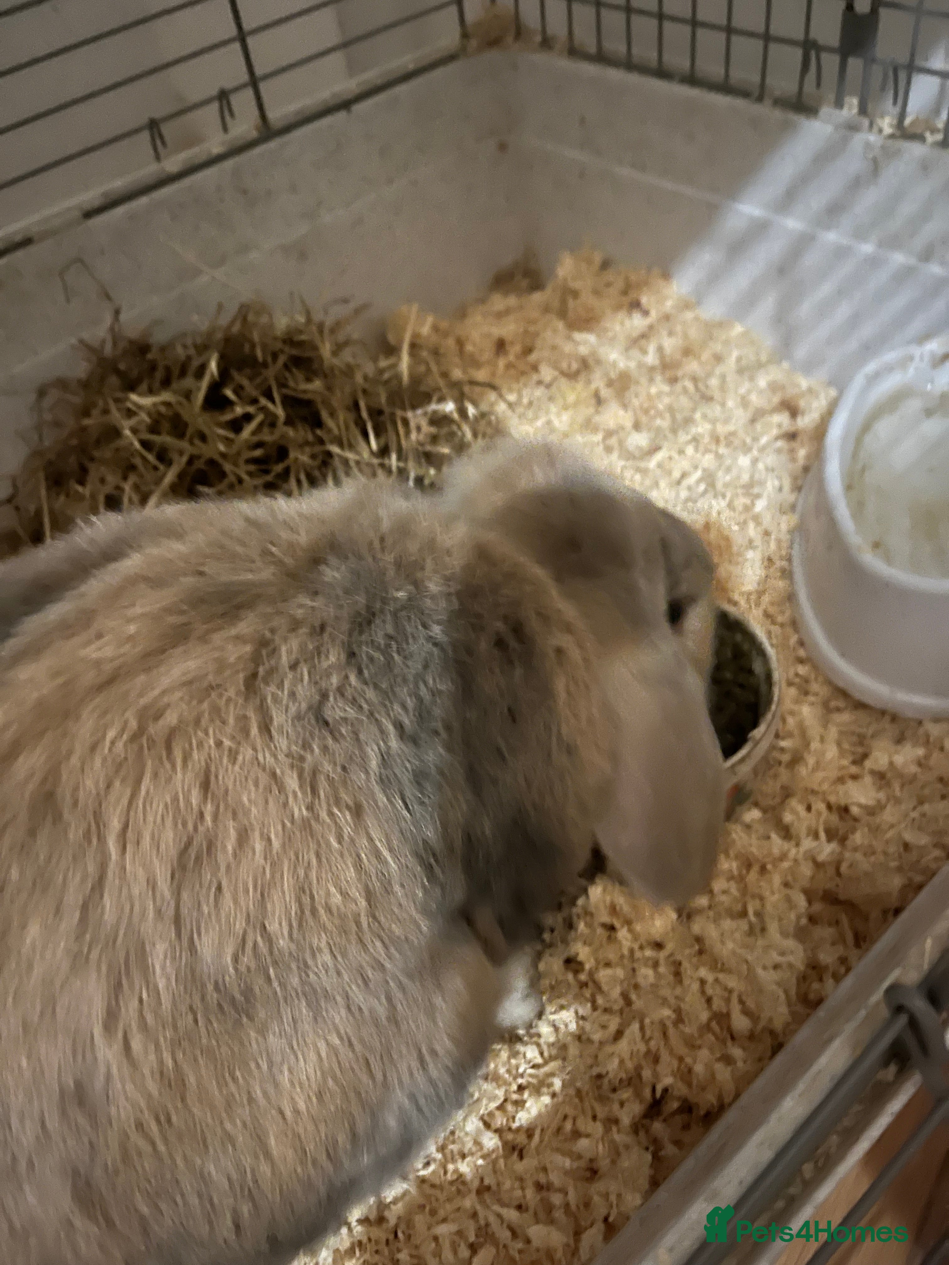 Dwarf Lop rabbits Pair of bonded male rabbits  - Advert 7