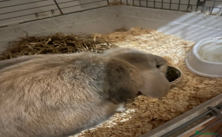Dwarf Lop rabbits - Advert 10