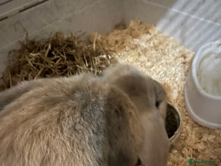 Dwarf Lop rabbits - Advert 7