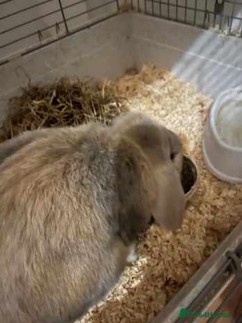 Dwarf Lop rabbits - Advert 6