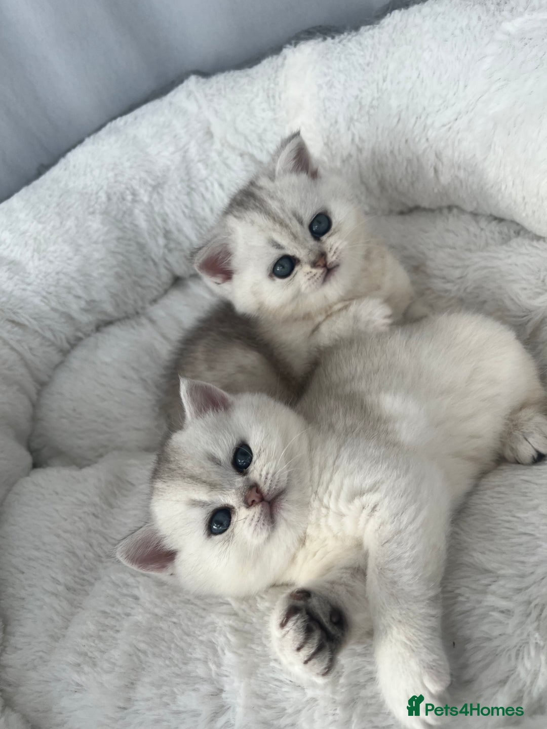 Scottish Fold cats for sale: Adorable Blue-Eyed Scottish Fold Kittens - Advert 7