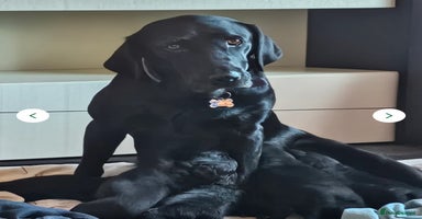 Labradoodle dogs ☆Ready to leave 10 week old vaccinated vet checked - Advert 10