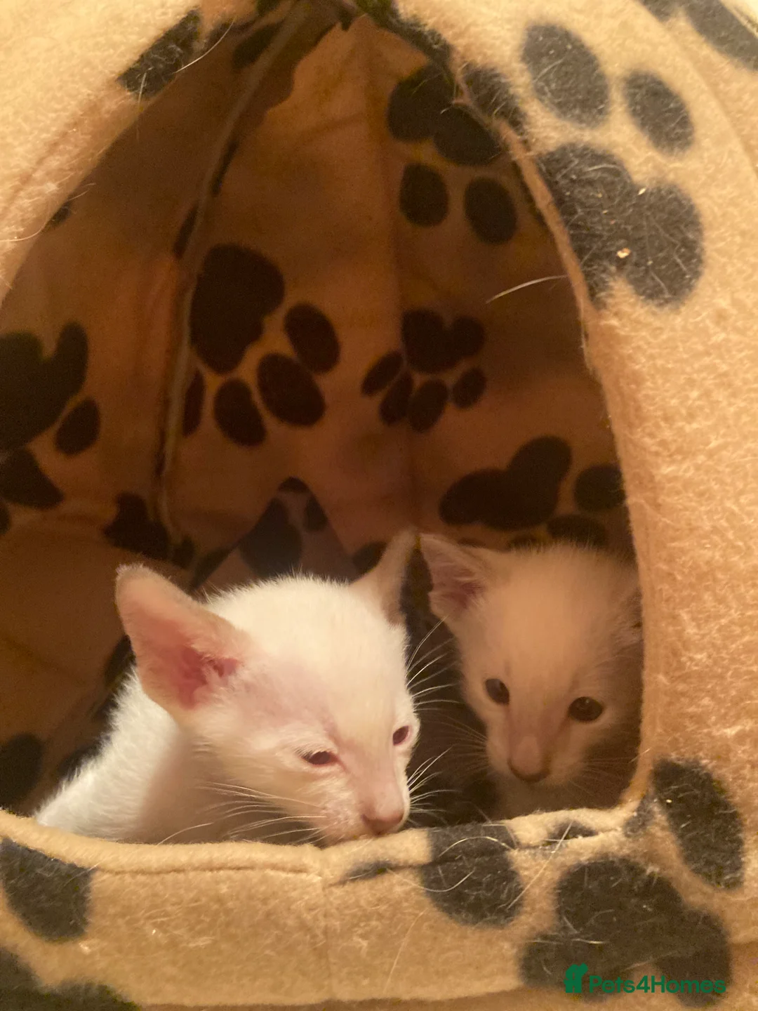 Oriental cats for sale: Oriental boy kittens - Advert 6