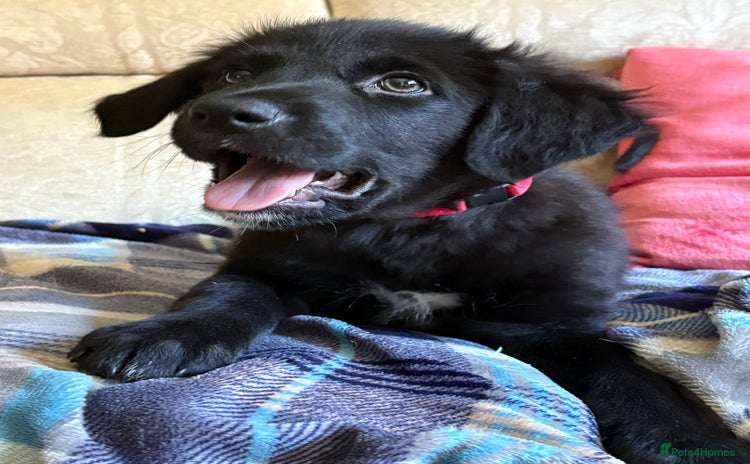 Mixed Breed dogs - Advert 1