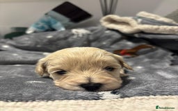 Maltipoo dogs for sale: Maltipoo puppies  - Image 10