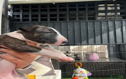 English Bull Terrier dogs for sale: Janineabullz bull terriers beautiful litter  - Image 24