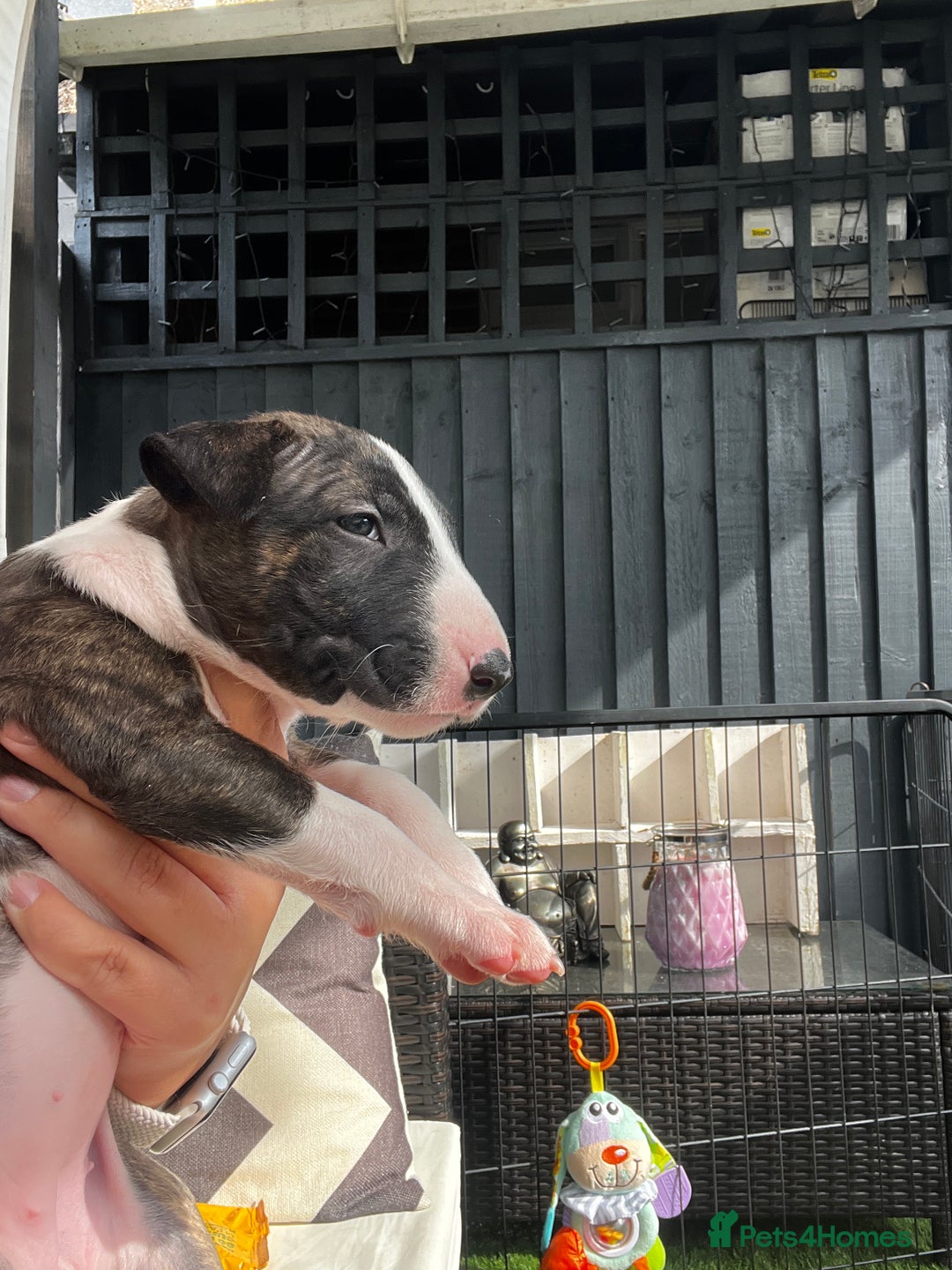 English Bull Terrier dogs for sale: Janineabullz bull terriers beautiful litter  - Image 24