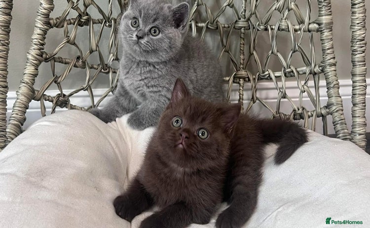 British Shorthair cats - Advert 3