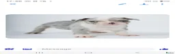 French Bulldog dogs for sale: French bulldog puppies  - Advert 4