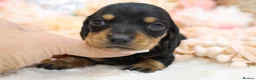 Miniature Dachshund dogs for sale: KC Miniature Dachshund Puppies - Advert 24