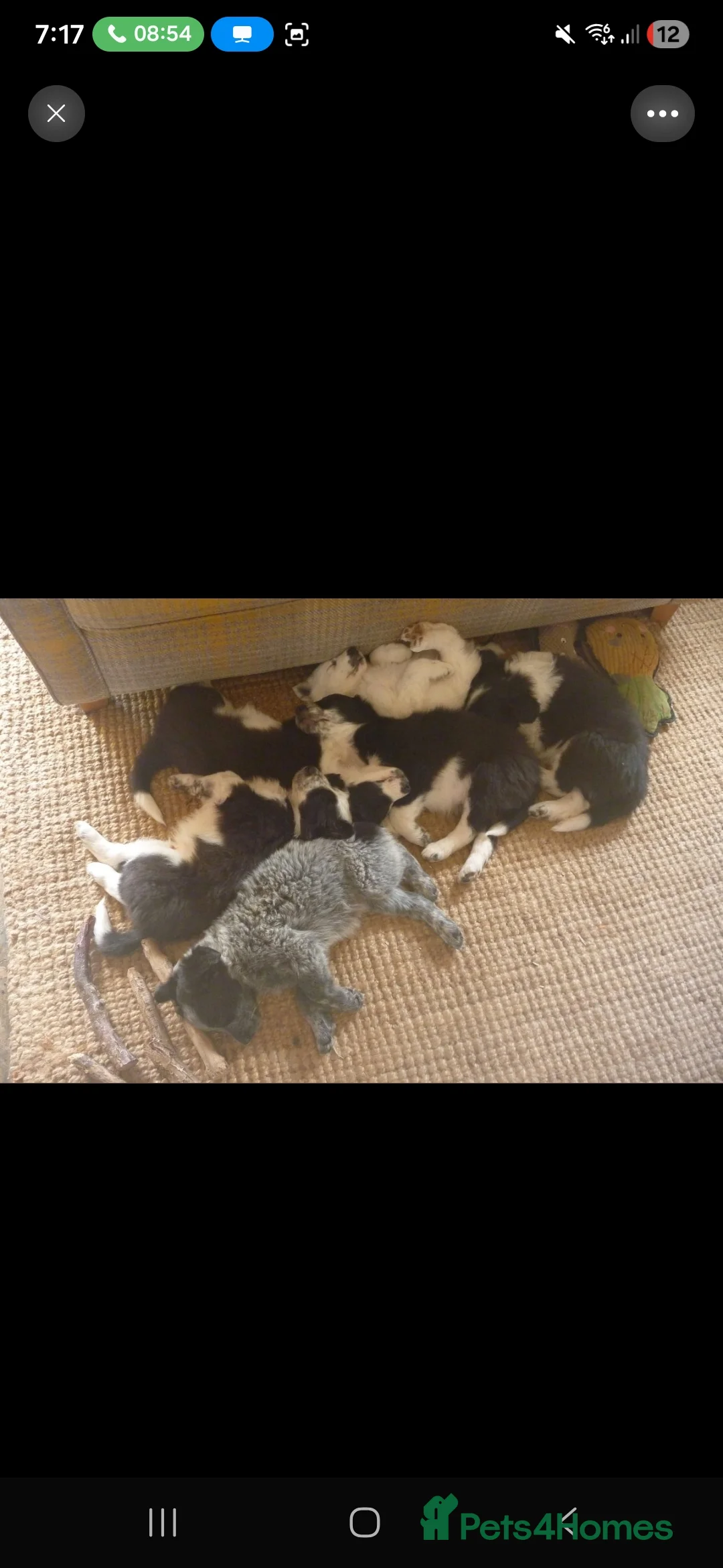 Border Collie dogs for stud: Mr dog   - Advert 2