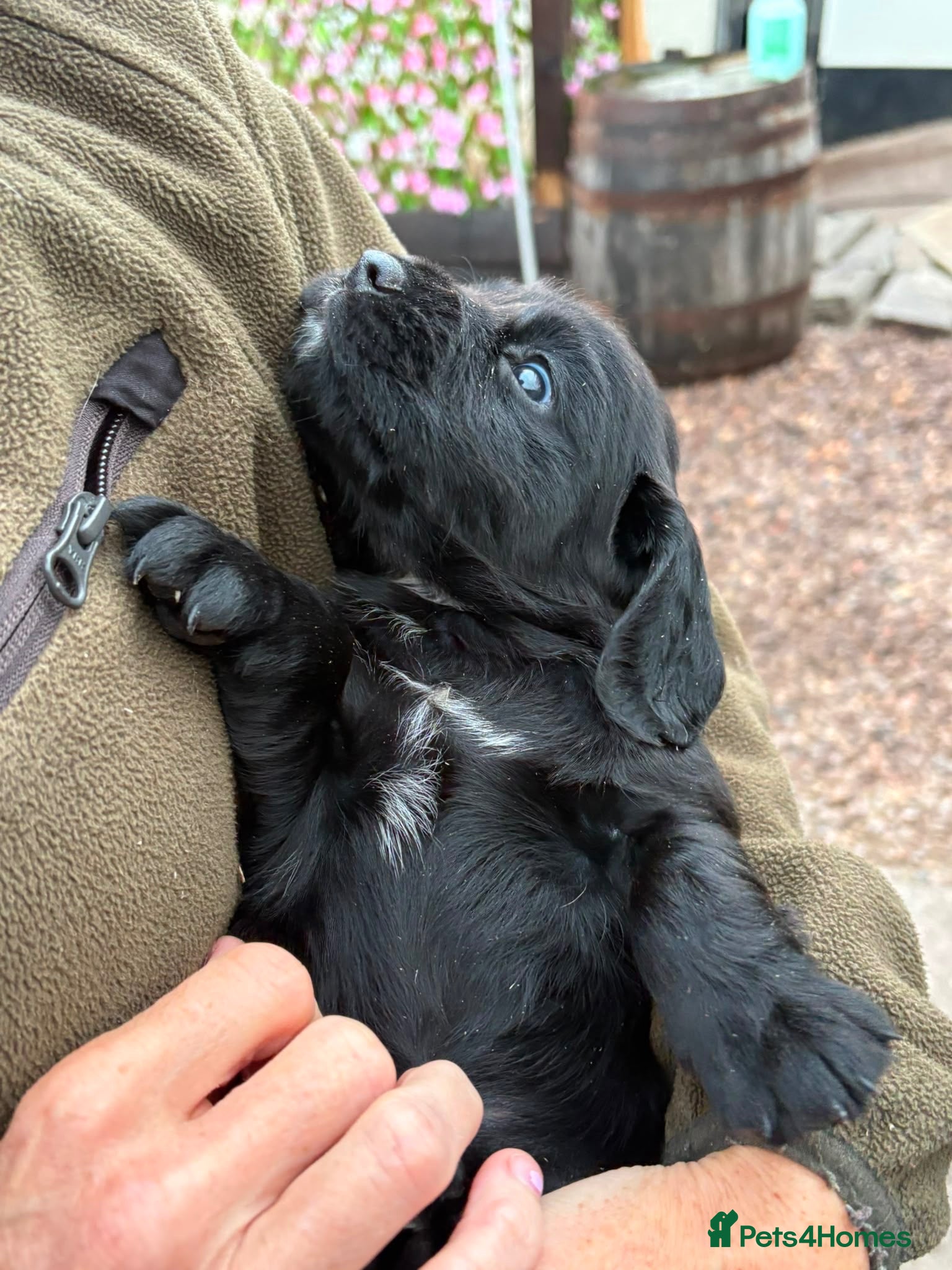 Cocker Spaniel dogs Beautiful chunky Cocker girl pups available  - Advert 5