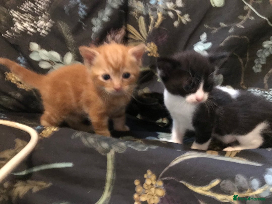 British Shorthair cats for sale: Looking for there forever homes  - Image 6