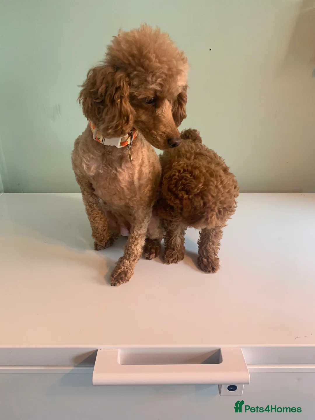 Toy Poodle dogs for sale: 💙Beautiful Toy Poodle Puppy, male, 9 weeks 💙 in Ipswich - Advert 8