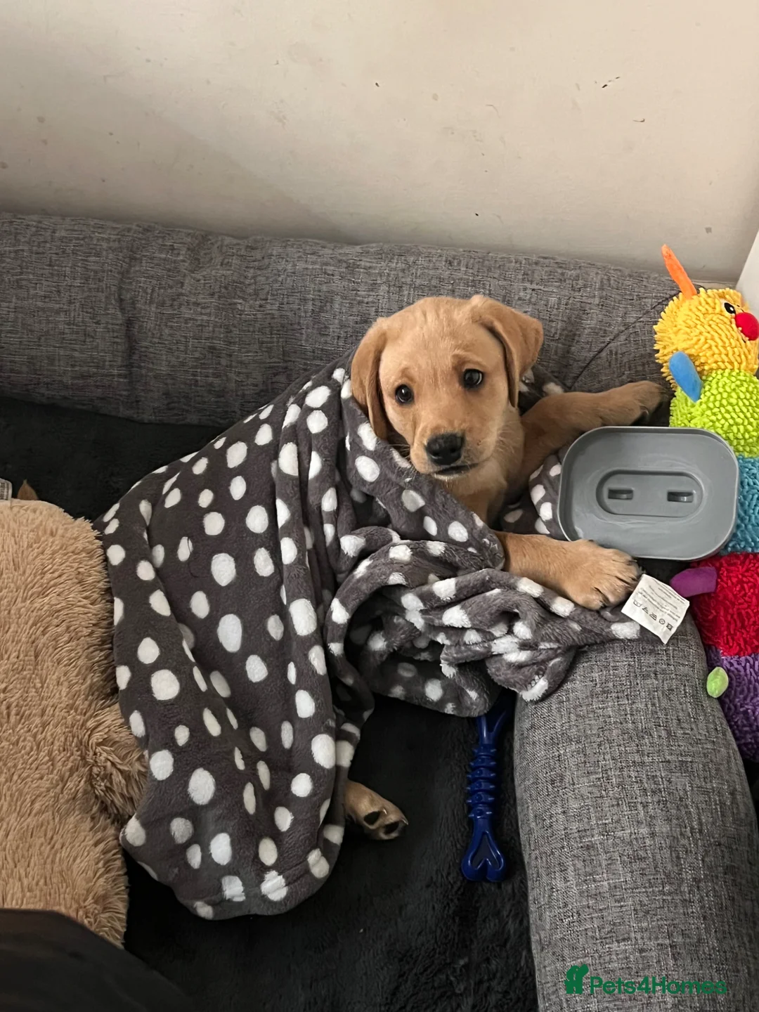 Labrador Retriever dogs for sale: 3-Month-Old Labrador Retriever Puppy for Sale - Advert 1