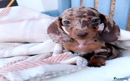Miniature Dachshund dogs for stud: Champion line show Quality Kc 👌🏻 Small boy 🐶 in Accrington - Image 6