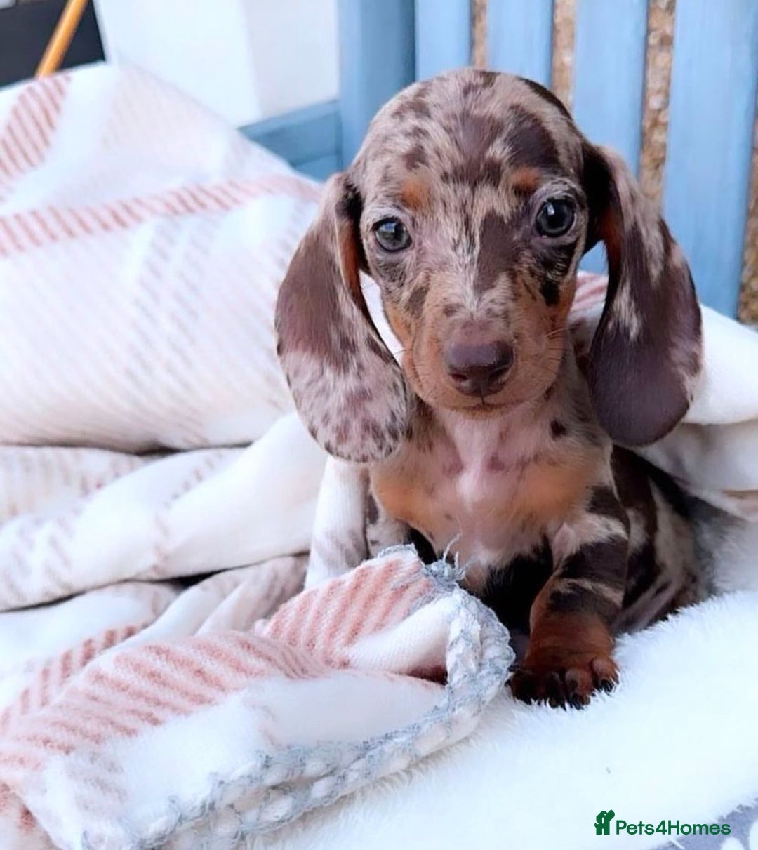 Miniature Dachshund dogs for stud: Champion line show Quality Kc 👌🏻 Small boy 🐶 in Accrington - Image 6