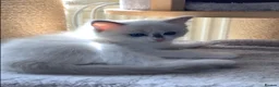 Ragdoll cats for sale: 🌟Beautiful registered Ragdoll kittens🌟 - Advert 11