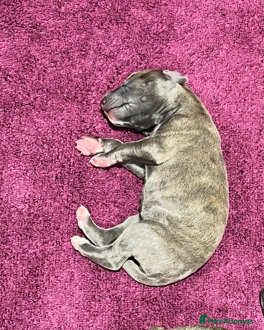 Whippet dogs for sale: Beautiful KC Reg Pedigree Whippet Puppies - Advert 17