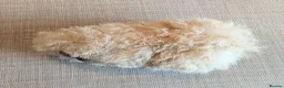 Guinea Pig rodents for sale: Gorgeous alpaca boys looking for their 5* home - Advert 11