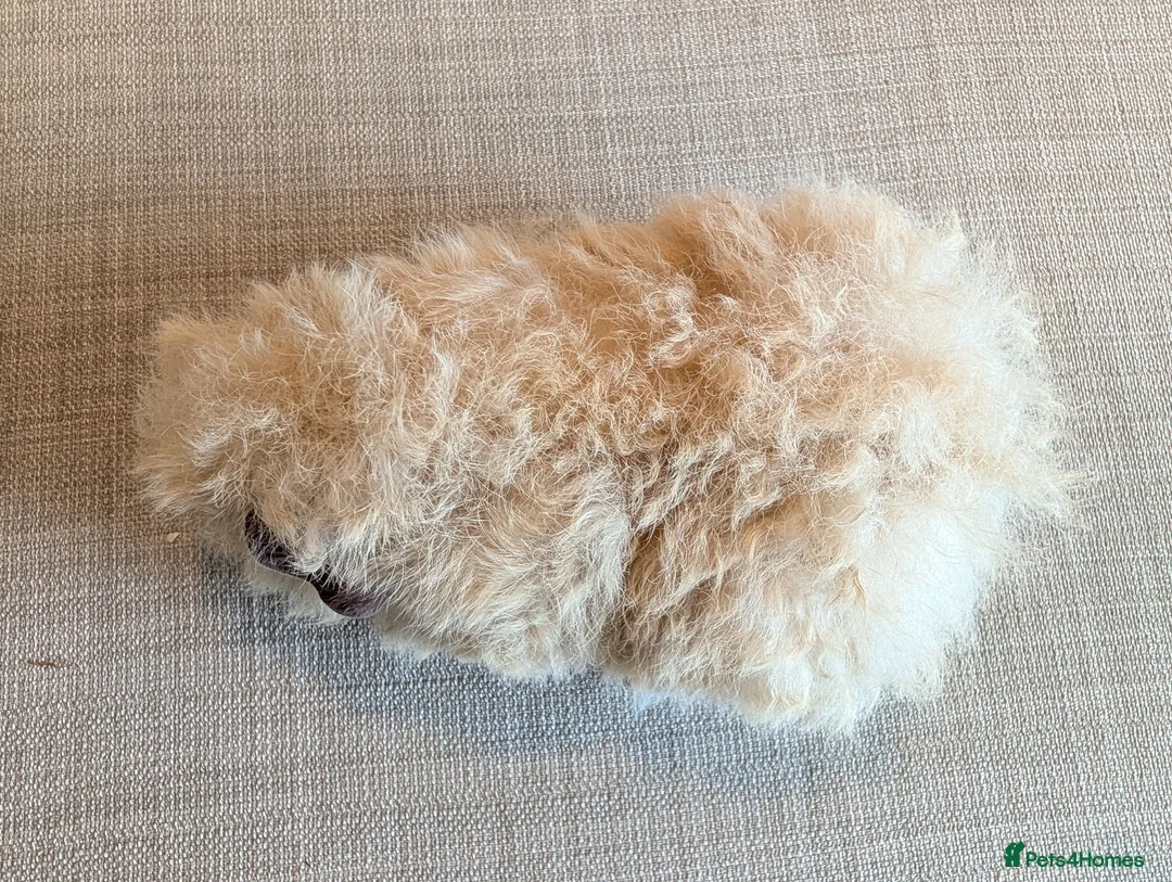 Guinea Pig rodents for sale: Gorgeous alpaca boys looking for their 5* home - Advert 11