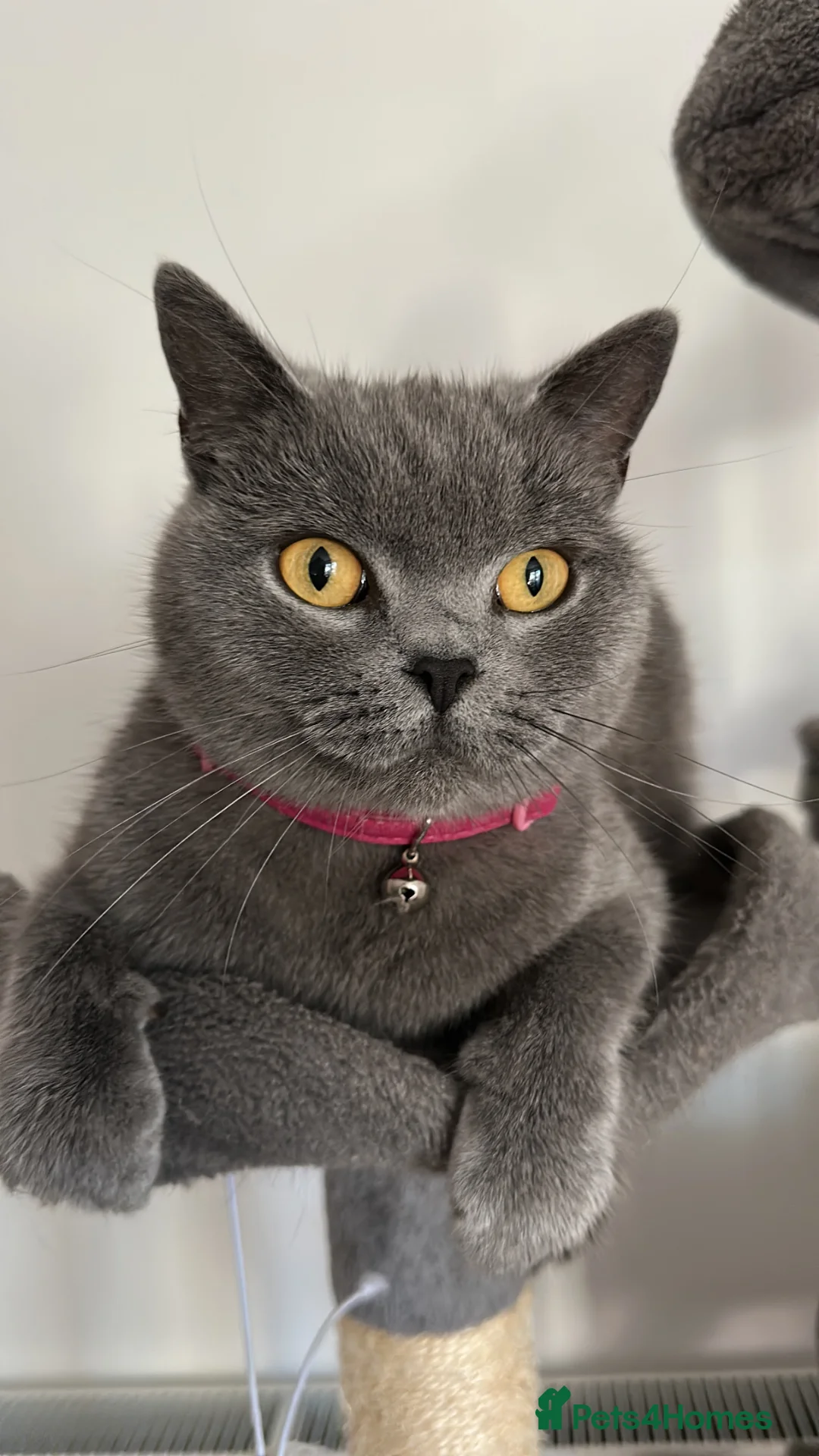 Mixed Breed cats for sale: Friendly Black Kitten Ready for Loving Home 🖤🐈‍⬛ - Advert 2