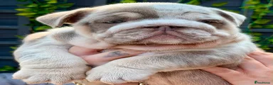 English Bulldog 1