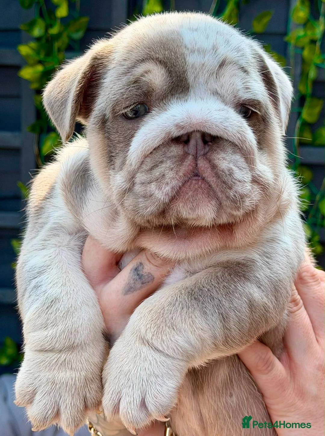 English Bulldog dogs for sale: Stunning bulldog puppies for sale  - Advert 18