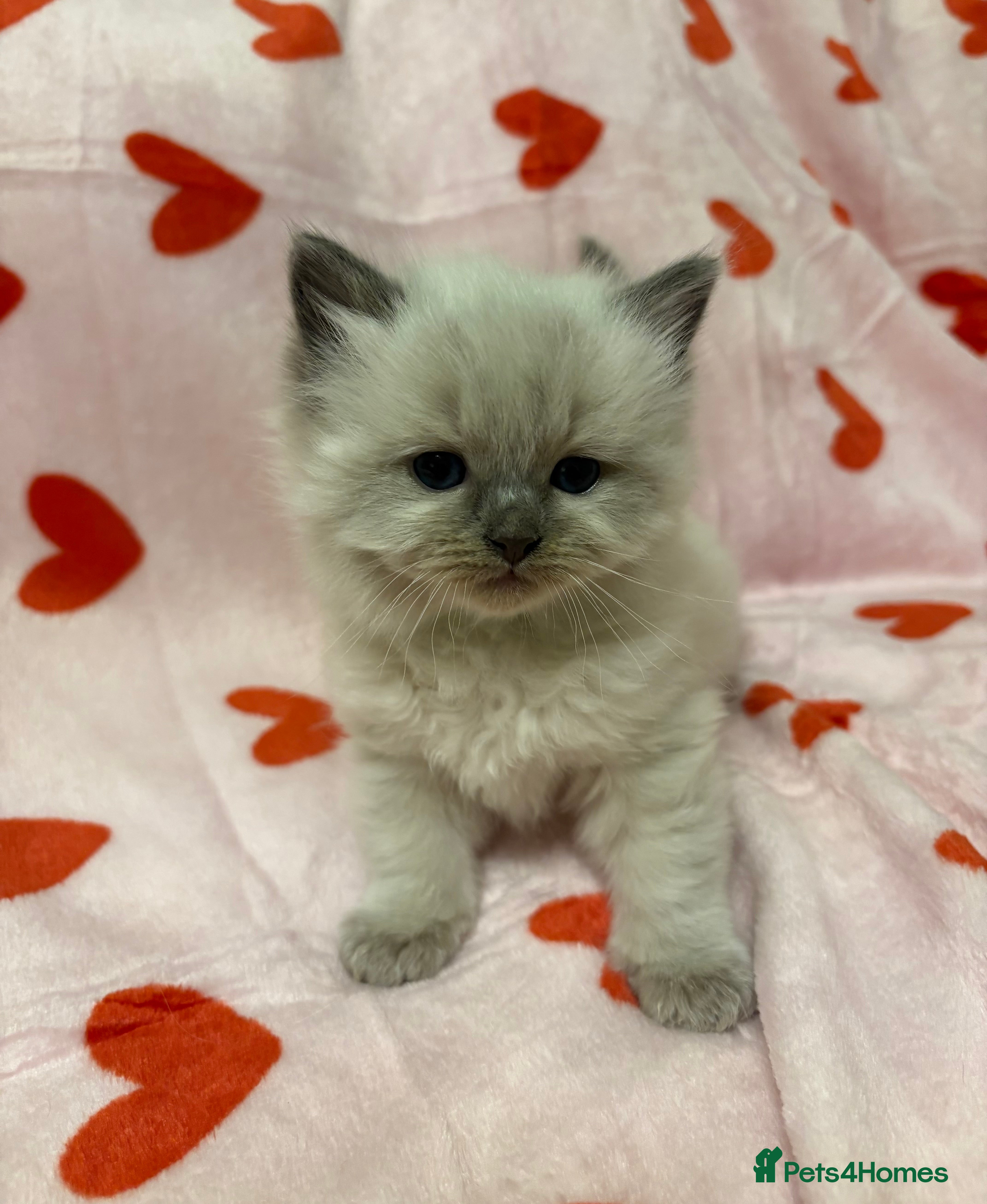 Ragdoll cats ☁️ 5 beautiful purebred ragdoll kittens☁️ - Advert 5