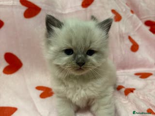 Ragdoll cats ☁️ 5 beautiful purebred ragdoll kittens☁️ - Advert 5