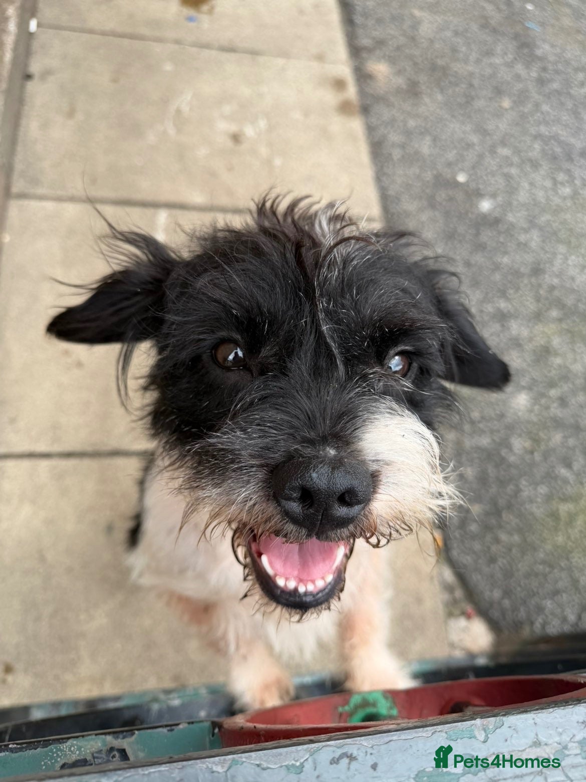 Mixed Breed dogs Rehoming / the price is incorrect! - Advert 2