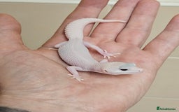 Leopard Gecko reptiles for sale: Home bred leopard geckos  - Image 9