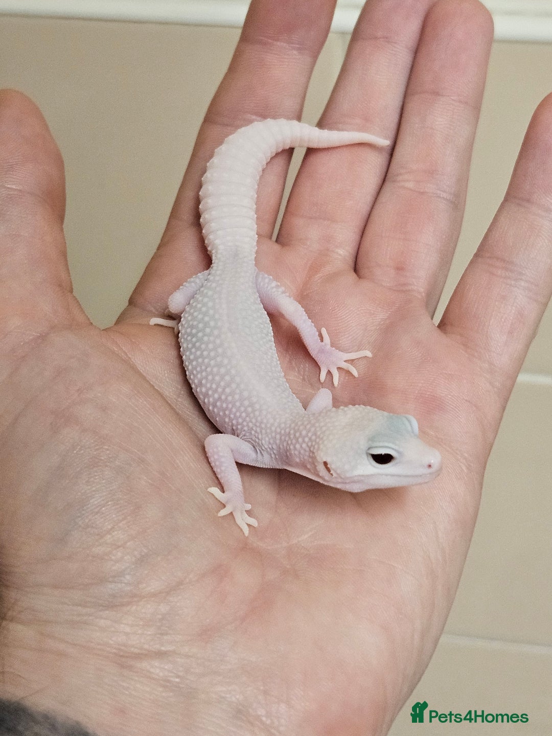 Leopard Gecko reptiles for sale: Home bred leopard geckos  - Image 9