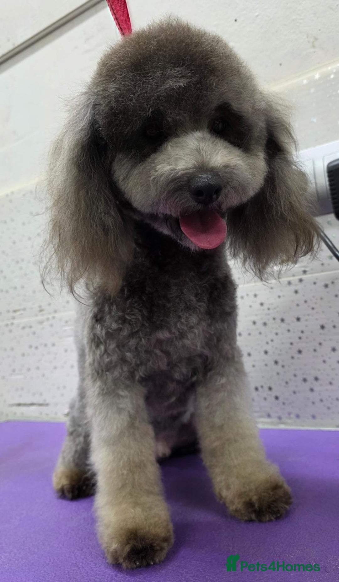 Miniature Poodle dogs for adoption: TOMMY – Miniature Poodle (Male) - Advert 3