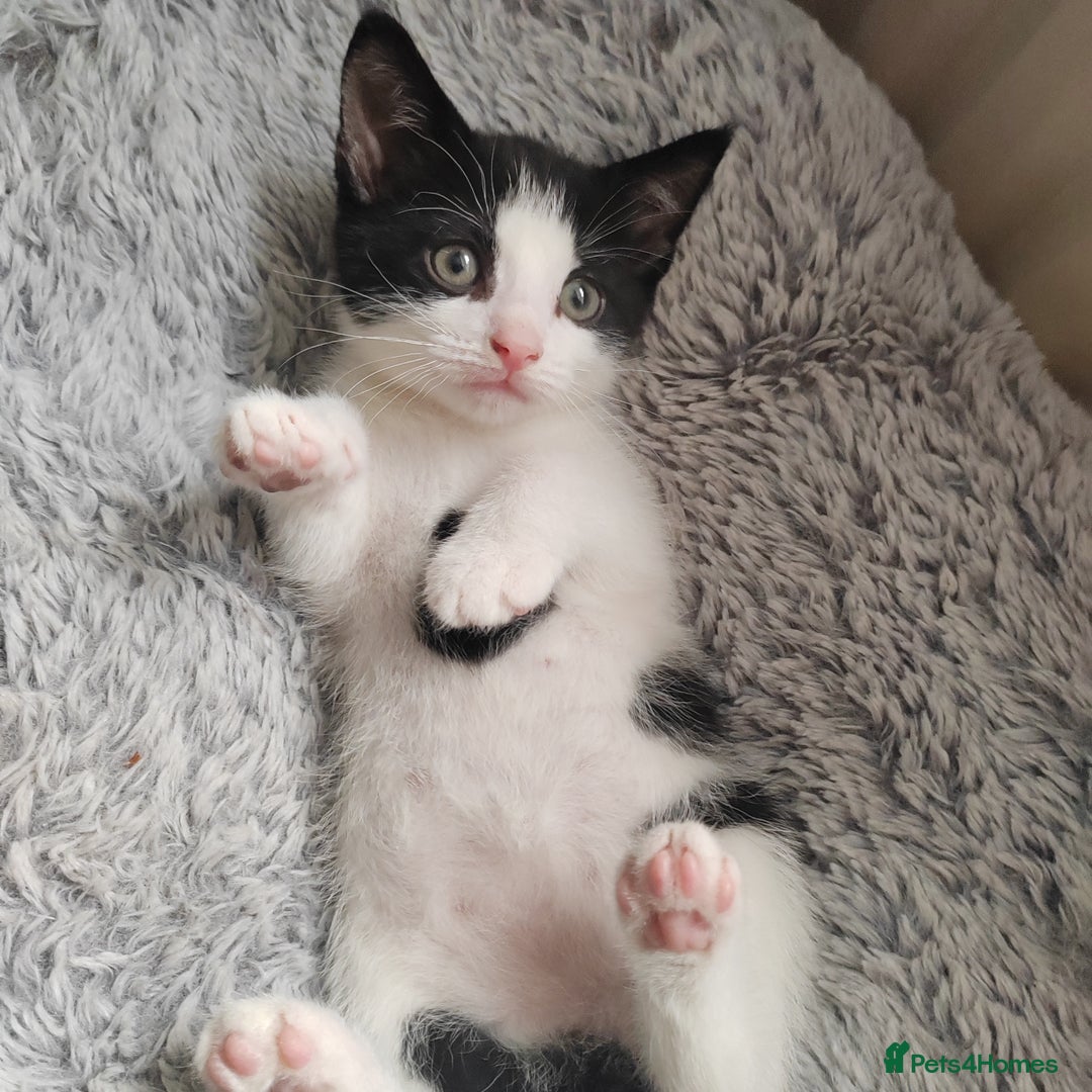 Mixed Breed cats for sale: Lovely kittens  - Advert 19