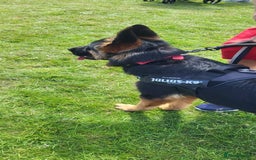 German Shepherd dogs for sale: Freyr - Image 7