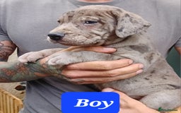 Mixed Breed dogs for sale: Taylors Minidane (Bulldane) Pups Available  - Image 1