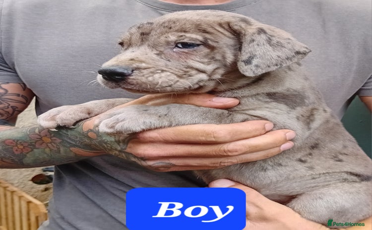 Mixed Breed dogs - Advert 3